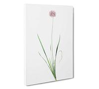 Mouse Garlic Flower by Pierre-Joseph Redoute Canvas Print | Gallery Wrapped 30mm Frame Wall Art | 30x20 inches | Ready to Hang | Modern Floral Picture | Living Room Bedroom Lounge Office