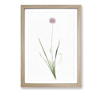 Mouse Garlic Flower by Pierre-Joseph Redoute Framed Print | A2 Oak Framed Wall Art | Ready to Hang | Modern Floral Picture | Living Room Bedroom Lounge Office