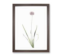 Mouse Garlic Flower By Pierre Joseph Redoute Vintage Framed Print | A3 Walnut Framed Wall Art | Ready to Hang | Classic Floral Picture | Living Room Bedroom Lounge Office