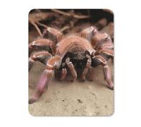 Mouse Pad Computer Mousepad with Stitched Edges Cute Mouse Mat with Non-Slip Rubber Base Large Mexican Pink Tarantula Wireless Mice Mat for Laptop Gaming Office
