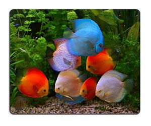 Mouse Pad Natural Rubber Mousepad Discus Symphysodon multi colored cichlids in the aquarium the freshwater fish native to the Amazon River basin