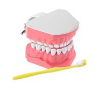Mouth Model | Educational Practice Teeth Model with Toothbrush for Clean Presentation - Educational Materials, Mouth Study Supplies for Teens Youth Families Boys Girls