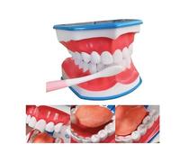 Mouth Model for Speech Therapy, Dental Mouth Tooth Model 6X Tooth Brushing Model Dental Model with Movable Tongue and Denture Toothbrush for Kids Oral Care Teaching Model
