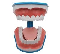Mouth Model for Speech Therapy, Dental Mouth Tooth Model, 6X Tooth Brushing Model, with Movable Tongue, for Kids Oral Care Teaching Model