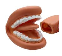 Mouth Model - PVC 15 x 11 x 9.5 cm | Dentist Tool with Realistic Design, Lightweight and Portable, Teaching Model | Learning in the Classroom, Dentist Demonstrations