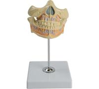 Movable Deciduous Teeth Model with Display Base, Realistic Primary Teeth Dental Model Contains Permanent Tooth Germ, for Oral Cavity Demonstration Teaching Training.