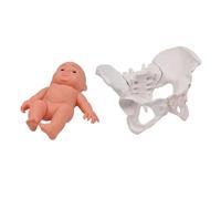 Movable Female Pelvic Skeleton Model with Baby Midwifery Teaching Pelvis for Science Education Midwifery Pelvis and Baby