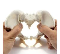 Movable Female Pelvis Model,Life Size Hip Model Female Pelvic Skeleton Models with Elastic Two Movable Femur Heads and Joints for Anatomy Science Classroom Study Display Teaching Medical(Small)