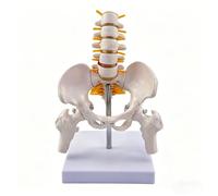 Movable Lumbar Pelvis Anatomy Model with 5 Vertebrae Articulating Joints
