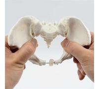 Movable Pelvic Skeleton with Flexible Pubic Symphysis | Mini Female Pelvis Anatomy Model, Rotatable Hip Bones, Anatomical Teaching Aid for Midwifery & Nursing Students