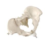 Movable Women's Pelvis Anatomy Model, Detailed Midwifery Teaching Resource for Medical Education Midwifery Teaching Model