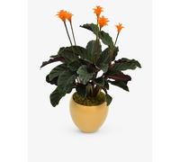Moyses Stevens Moyses Stevens Calathea Crocata Potted Plant