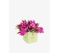 Moyses Stevens Moyses Stevens Jungle Pink Fresh Flower Bouquet