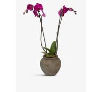 Moyses Stevens Moyses Stevens Pink Orchid 17cm