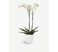 Moyses Stevens Moyses Stevens White Orchid 17cm