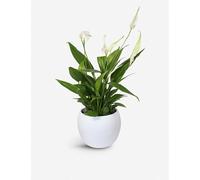 Moyses Stevens Peace Lily Potted Plant 40cm 40x21cm