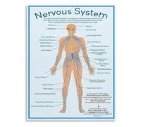 MQXFCZUX Autonomic Nervous System Regulation Educational Chart Balance and Calm Guide Canvas Wall-Art Office Decor Unframed,08x12inch(20x30cm)