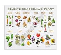 MQXFCZUX From Root to Seed Complete Guide to Edible Plants Poster Botany Learning Tool Canvas Art for Study Room Kitchen Decor Unframed,12x18inch(30x45cm)
