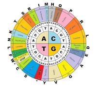 MQXFCZUX The Ultimate Codon Chart Poster - Complete Amino Acid Wheel Reference, Clear Multicolor Science Diagram for Teaching and Learning Framed,12x18inch(30x45cm)