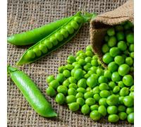 Mr. Big Pea Seeds - Extra-Large Pods High Yield Disease Resistant Easy To Grow Vegetable Seeds - Thompson & Morgan