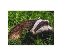 (Mr Brock The Badger=4431) Canvas Print DIY Framed Kit Wall Art for Living Room Bedroom Retro Farmhouse Decor 16x20 inch