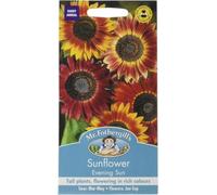Mr Fothergills - Pictorial Packet - Flower - Sunflower Evening Sun - 50 Seeds