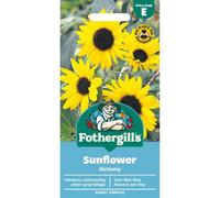 Mr Fothergills Fothergills Premium Sunflower Seeds - Alchemy