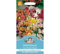 Mr Fothergills - Pictorial Packet - Flower - Antirrhinum Tom Thumb Mixed - 1500 Seeds