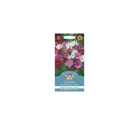 Mr Fothergills Pictorial Packet Flower Cosmos Dwarf Sensation Mixed Seeds