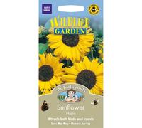 Mr Fothergills - Pictorial Packet - Flower - Sunflower Hallo - 30 Seeds