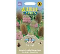 Mr Fothergills - Pictorial Packet - Wildflower - Teasel - 150 Seeds