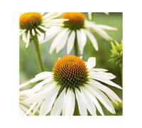 Mr Fothergill's RHS ECHINACEA White Swan