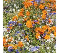 Mr Fothergills Rhs For Bees Flower Seeds