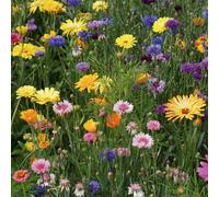 Mr Fothergills Rhs For Wildlife Bright Mix Flower Seeds