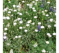 Mr Fothergills Rhs For Wildlife Cool Mix Flower Seeds