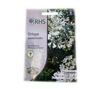 Mr Fothergills Rhs Orlaya Grandiflora Flower Seeds