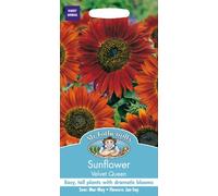 Mr Fothergill's SUNFLOWER Velvet Queen Seeds