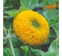 Mr. Men Little Miss Sunflower Teddy Bear Hardy Annual Dwarf Fluffy Flowers 1 Packet X 25 Seeds By Thompson & Morgan