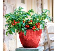 Mr. Men Little Miss Tomato Veranda Red F1 1 Packet X 6 Seeds By Thompson & Morgan