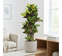 Mrs Iceton Croton (Codiaeum Variegatum) - 27Cm Pot
