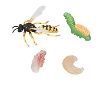 MRSTORY Wasp Bee Growth Cycle Model Simulation Lifelike Educational Animal Figures for Kids Home Decor Plastic Toy