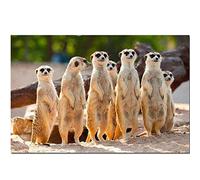Msszsh DIY 5D Diamond Painting Kit Embroidery Meerkat Mongoose Cross Stitch Full Round Resin Rhinestone Mosaic Art-40x50cm/16x20inch