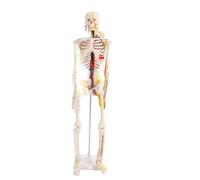 Mtlavishness Human Skeleton Assemble Model, 85cm DIY Anatomy Educational Toy with Flexible Joints and Sturdy Stand for Students, Clear Structure PVC Crafting Kit for Classroom