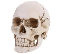 MUCKLILY 1 Pack Human Skull Model Lifesize 1:1 Replica Cracked Skull Resin for Anatomy Life Size Replica Resin Anatomical Tracing Teaching Skeleton Halloween Decoration Statue