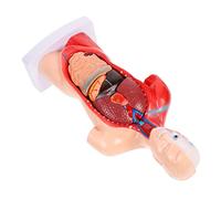 MUCKLILY 1 Set Human Anatomy Model Detailed Internal Organs Trunk Structure for Medical Study Teaching Health Education Disassemblable Accessory for Easy Demonstration