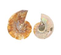 MUCKLILY 10sets 2pcs Ammonite for Educational Use Creative Teaching Material Decor for Classroom Science Projects Safe and Quality for Students and 2pcs*10