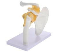 MUCKLILY 1Pc Human Shoulder Joint Model with Ligament for Anatomical Teaching Aid Premium Skeleton Structure for Schools and Hospitals