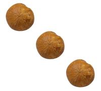 MUCKLILY 1pc Sea Sample Educational for Students Classroom Teaching Material Smooth Surface for Decor and Learning About Paleontology