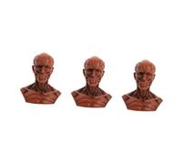 MUCKLILY 3pcs Scale Human Skull Head Muscle Anatomy Model Resin Sculpture for Sketching Desktop Decor Artistic Statue for Medical Study and Home Office Display