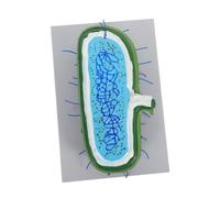 MUCKLILY Anatomical Cell Culture Model for Science Classroom Teaching Human Hepatocyte Simulation Kit Educational Biology Tool for Medical and Student Use